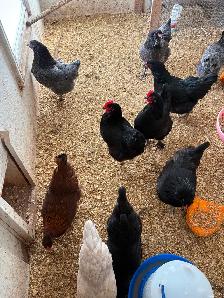 Hatching eggs - Photo 2