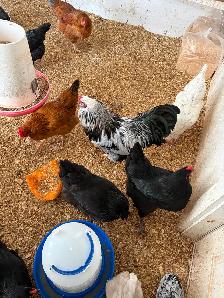 Hatching eggs - Photo 3