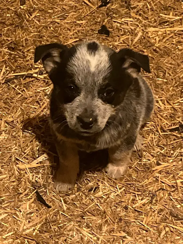 Blue Heeler Puppies