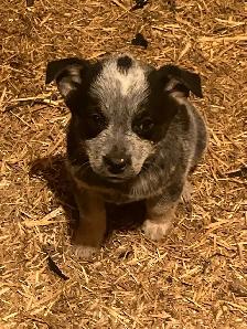 Blue Heeler Puppies