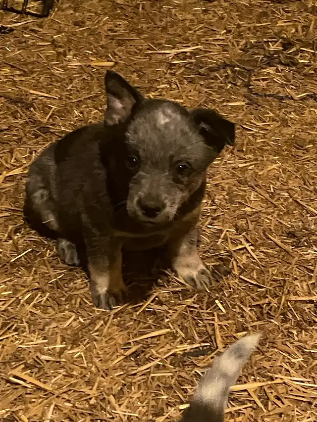 Blue Heeler Puppies - Photo 2