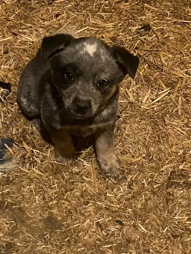 Blue Heeler Puppies - Photo 3