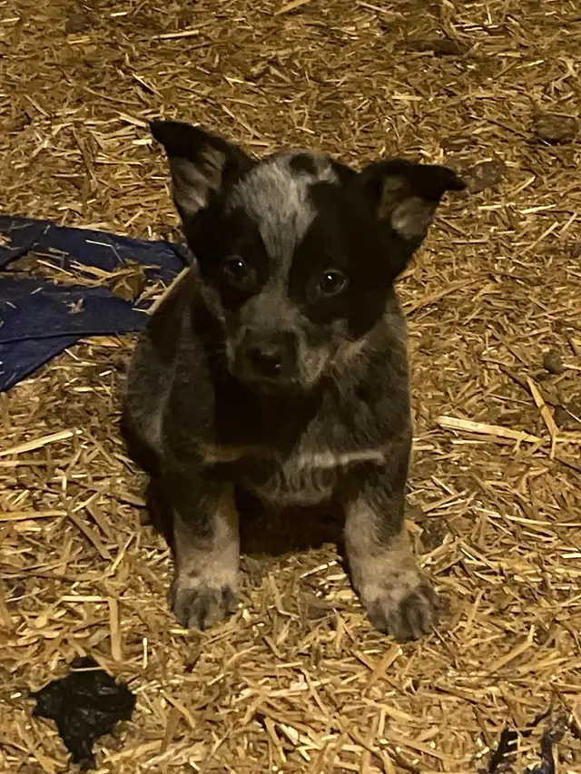 Blue Heeler Puppies - Photo 4