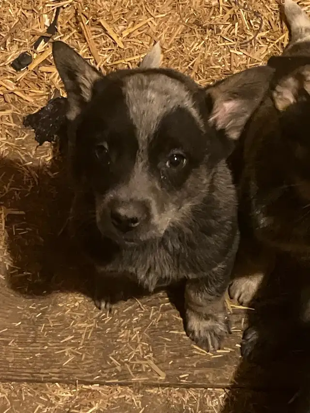 Blue Heeler Puppies - Photo 5