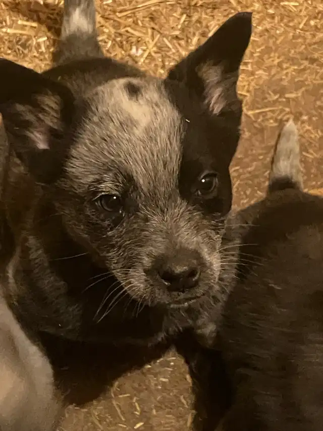Blue Heeler Puppies - Photo 6