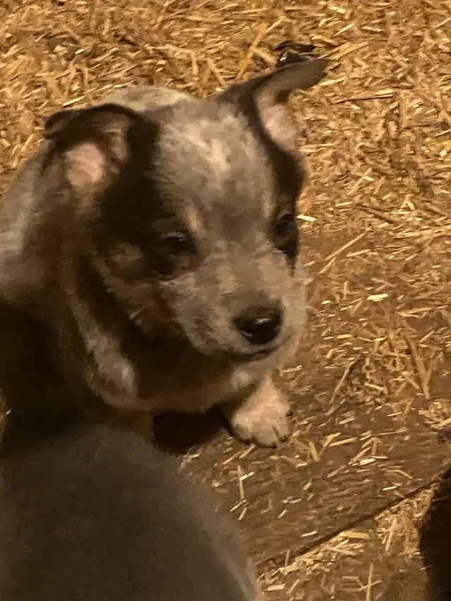 Blue Heeler Puppies - Photo 7