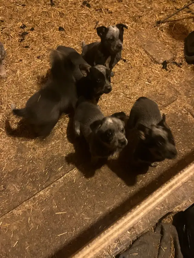 Blue Heeler Puppies - Photo 8