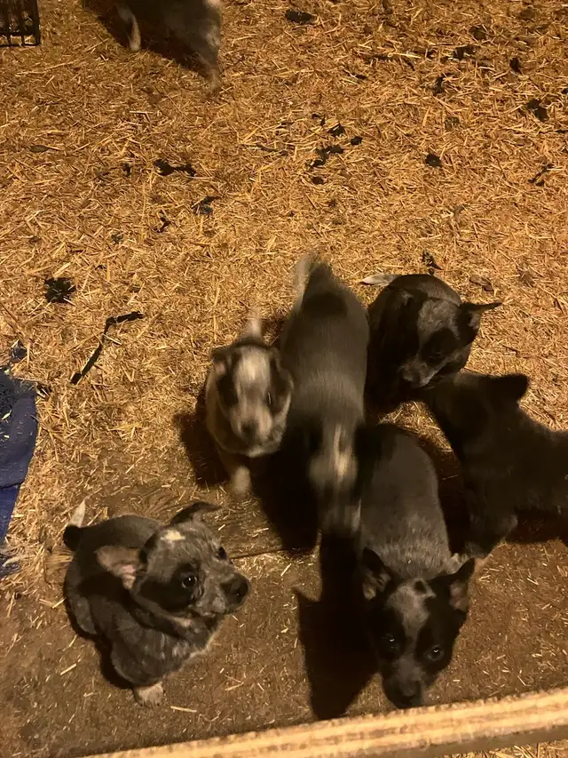 Blue Heeler Puppies - Photo 9