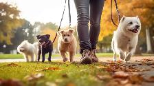 Dog Walking and Waste Removal, Pet Sitting Services