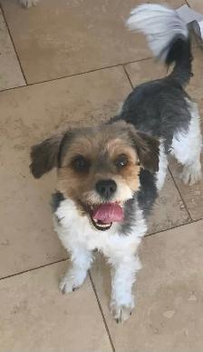 BIEWER YORKIE - Photo 2