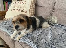 BIEWER YORKIE - Photo 3