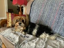 BIEWER YORKIE - Photo 4