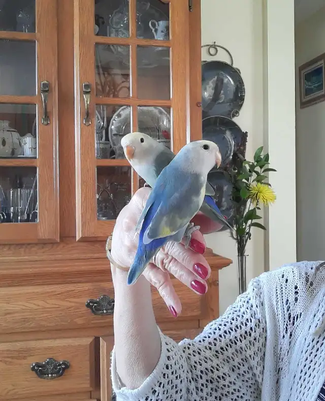 beaux bébés inséparables roseicollis nourrient à la main