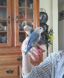 beaux bébés inséparables roseicollis nourrient à la main