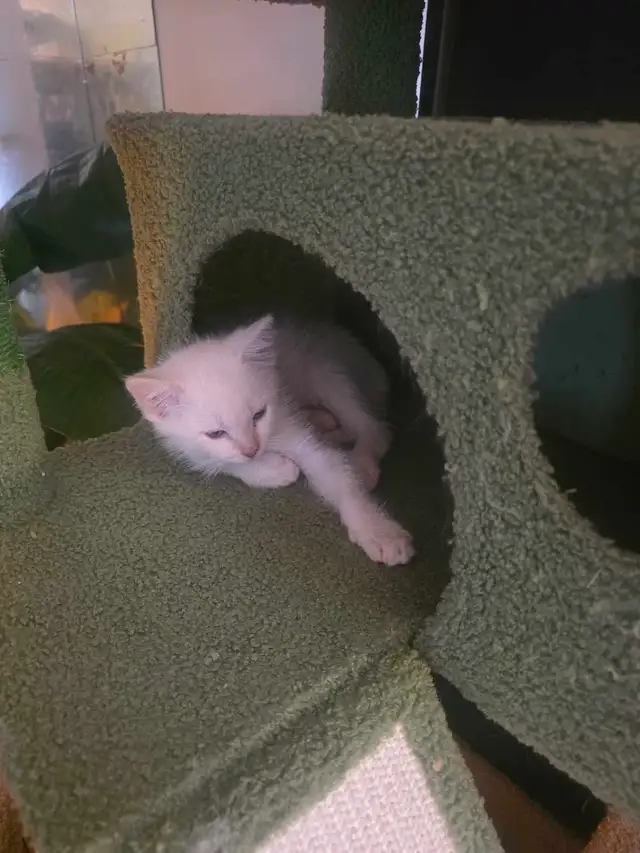 Kitten for Sale - Photo 2