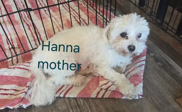 Tiny Maltese Puppies