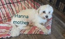 Tiny Maltese Puppies