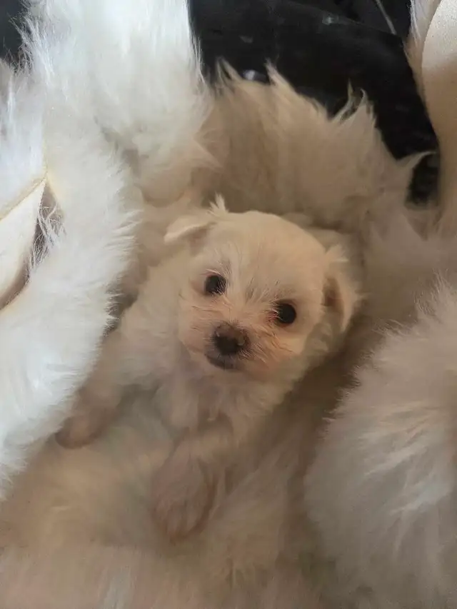 Tiny Maltese Puppies - Photo 2
