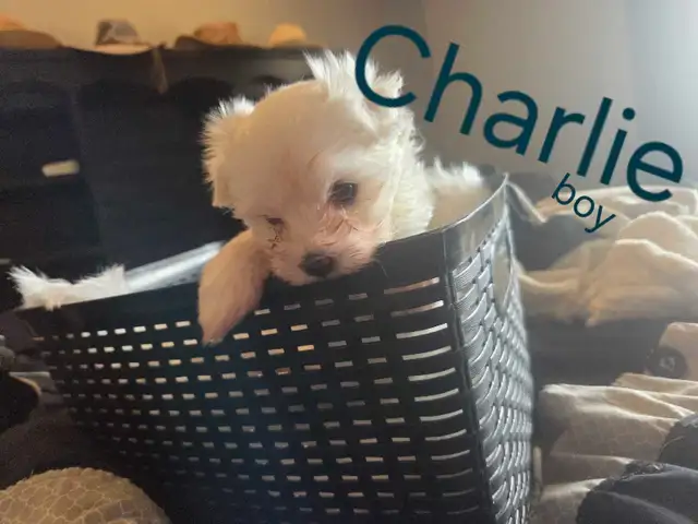 Tiny Maltese Puppies - Photo 4