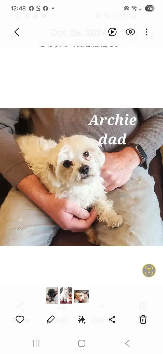 Tiny Maltese Puppies - Photo 6