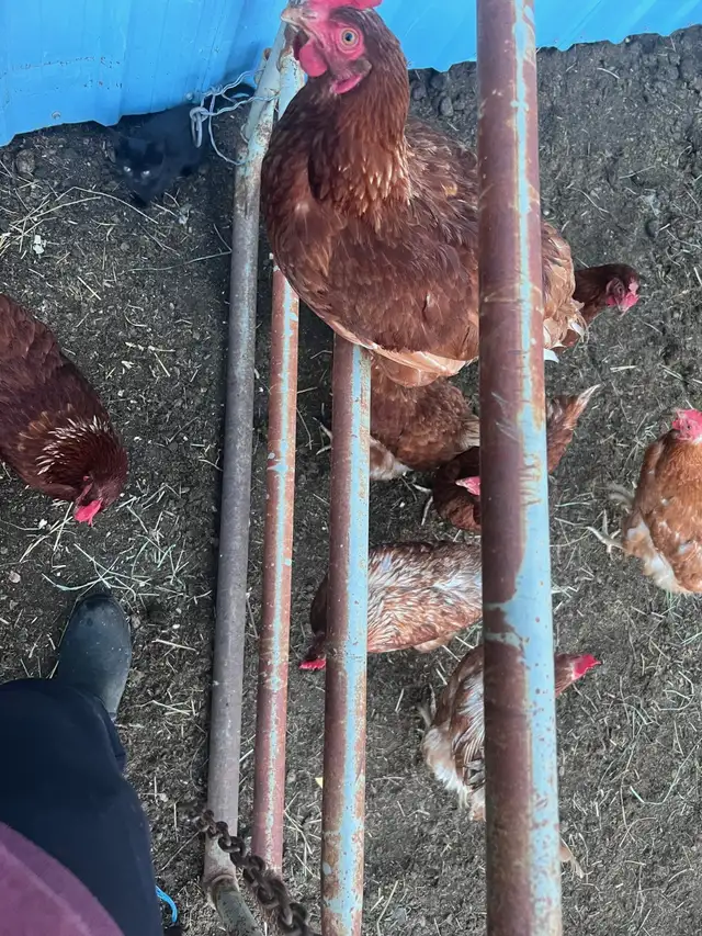 Fresh Farm Eggs - Photo 2