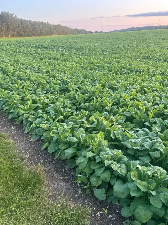 Looking for Farm Help - Photo 8