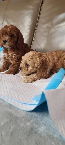 Cockapoo puppies, pickup starts March 16