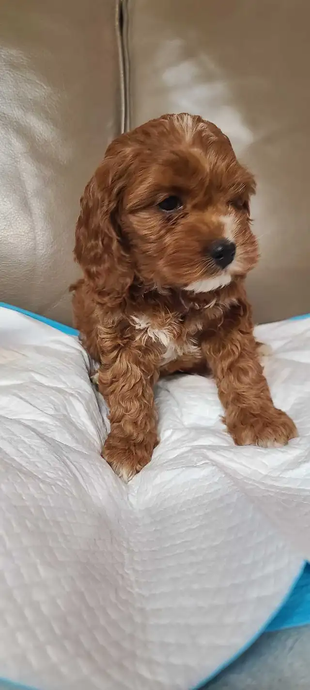 Cockapoo puppies, pickup starts March 16 - Photo 2