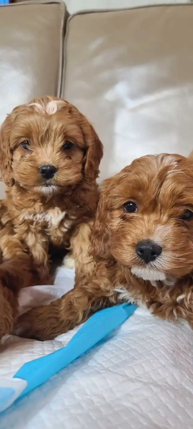 Cockapoo puppies, pickup starts March 16 - Photo 3