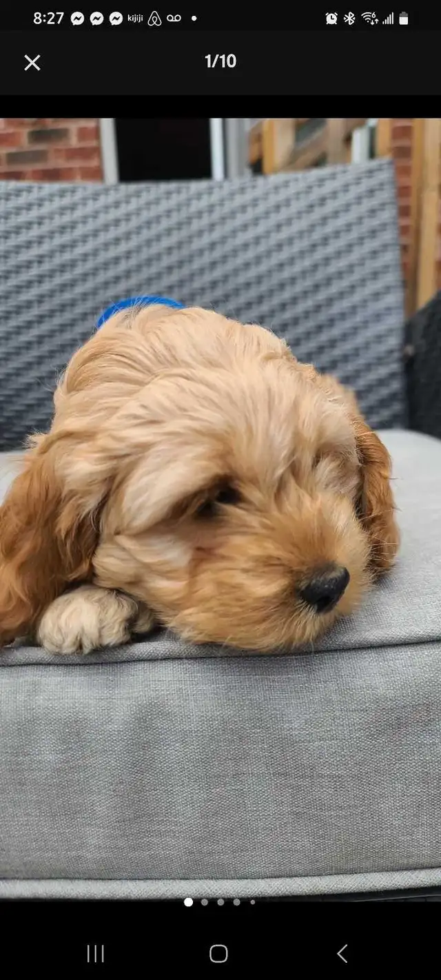 Cockapoo puppies, pickup starts March 16 - Photo 4