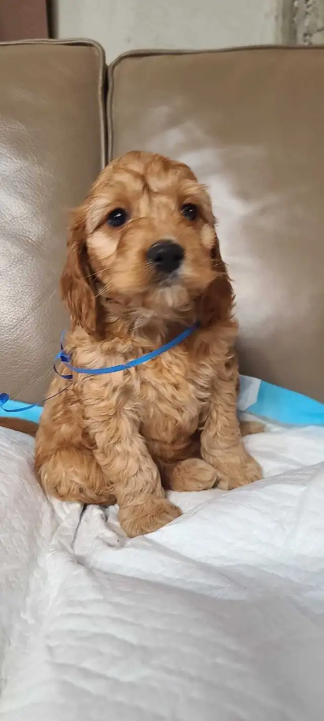 Cockapoo puppies, pickup starts March 16 - Photo 7