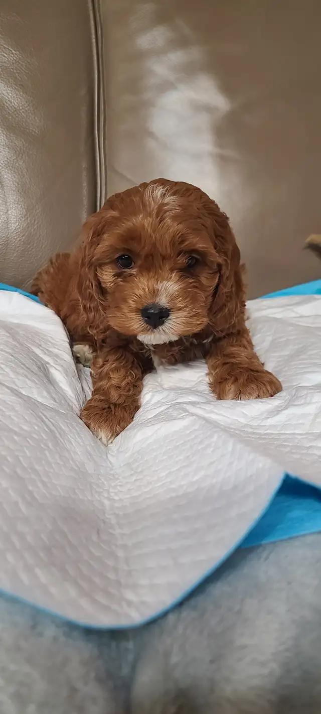 Cockapoo puppies, pickup starts March 16 - Photo 8
