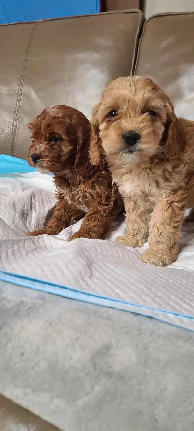 Cockapoo puppies, pickup starts March 16 - Photo 9