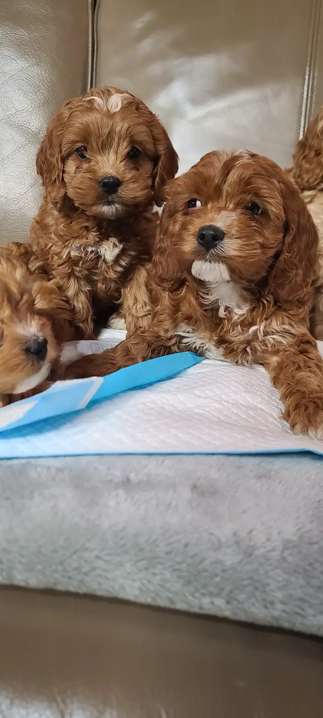 Cockapoo puppies, pickup starts March 16 - Photo 10