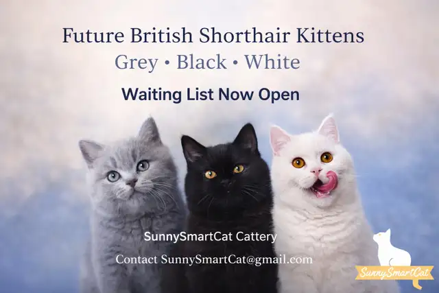 British Shorthair Kittens Waiting list