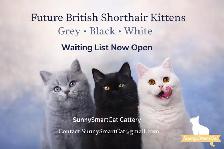 British Shorthair Kittens Waiting list