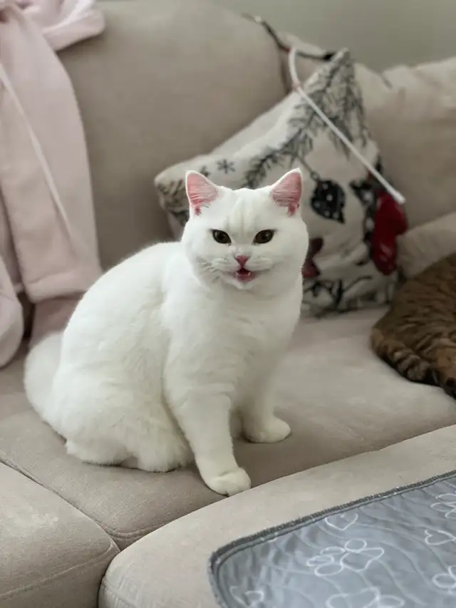 British Shorthair Kittens Waiting list - Photo 2