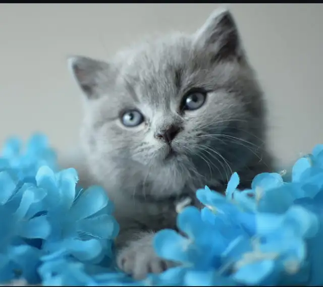 British Shorthair Kittens Waiting list - Photo 3