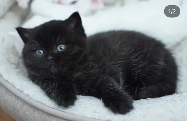 British Shorthair Kittens Waiting list - Photo 4