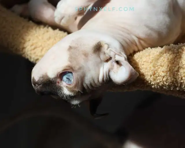 Blue-Eyed High Quality Baby Girl - Photo 8