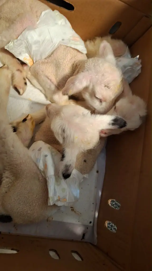 3 bottle baby lambs