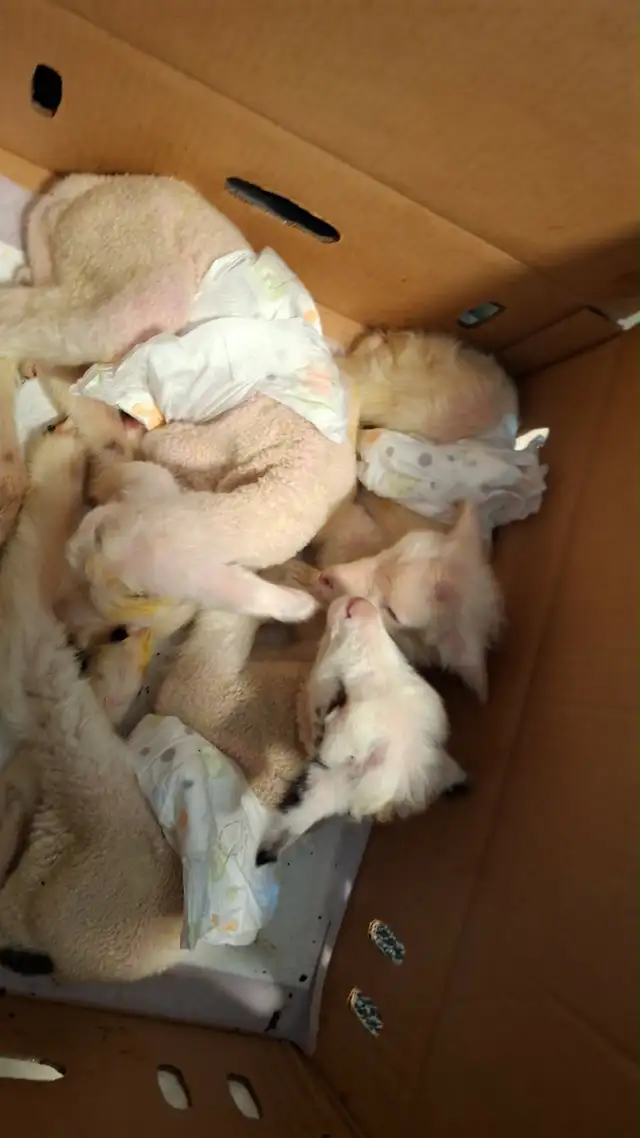 3 bottle baby lambs - Photo 2