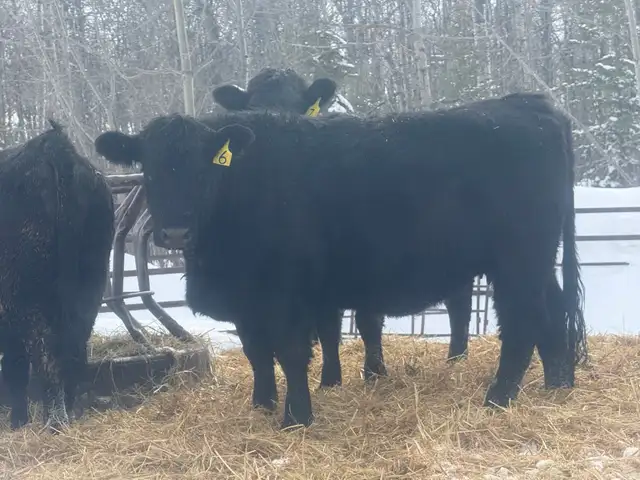 Bred Heifers