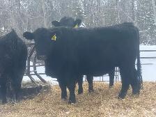 Bred Heifers