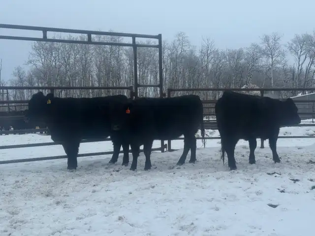 Bred Heifers - Photo 2