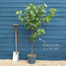 Cherry Trees for Sale - Photo 2