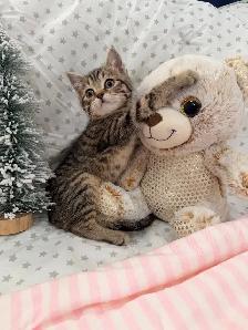 ❤️ Bengalx Siberian Kittens ❤️ (437) 292-1163