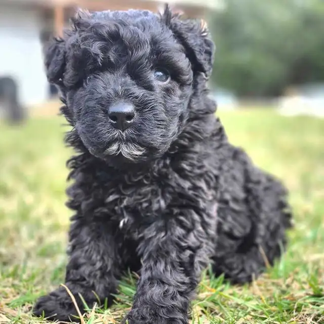 Bouvier Des Flandres