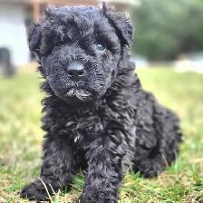 Bouvier Des Flandres