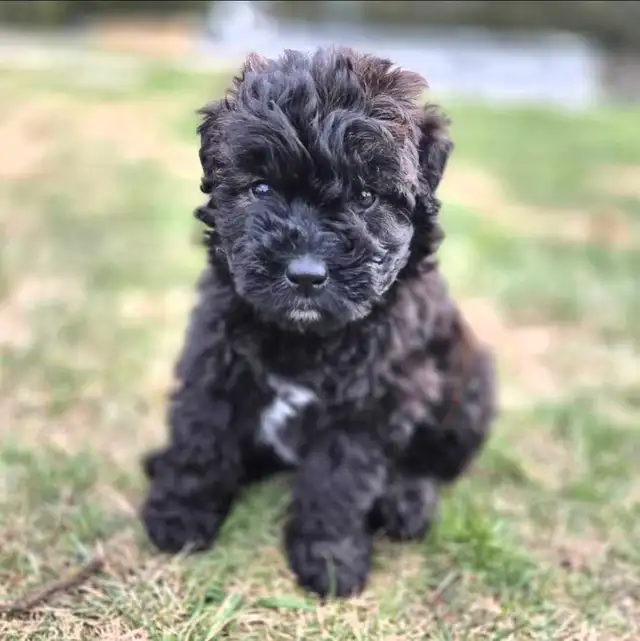 Bouvier Des Flandres - Photo 2